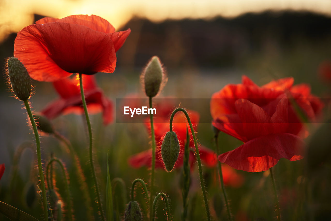 CLOSE-UP OF RED POPPY ON FIELD