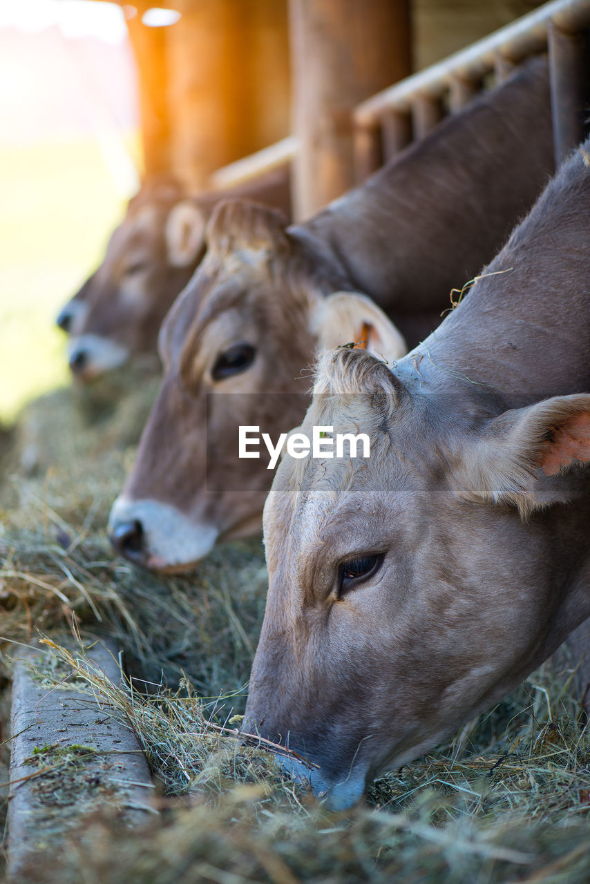 CLOSE-UP OF COW IN FARM