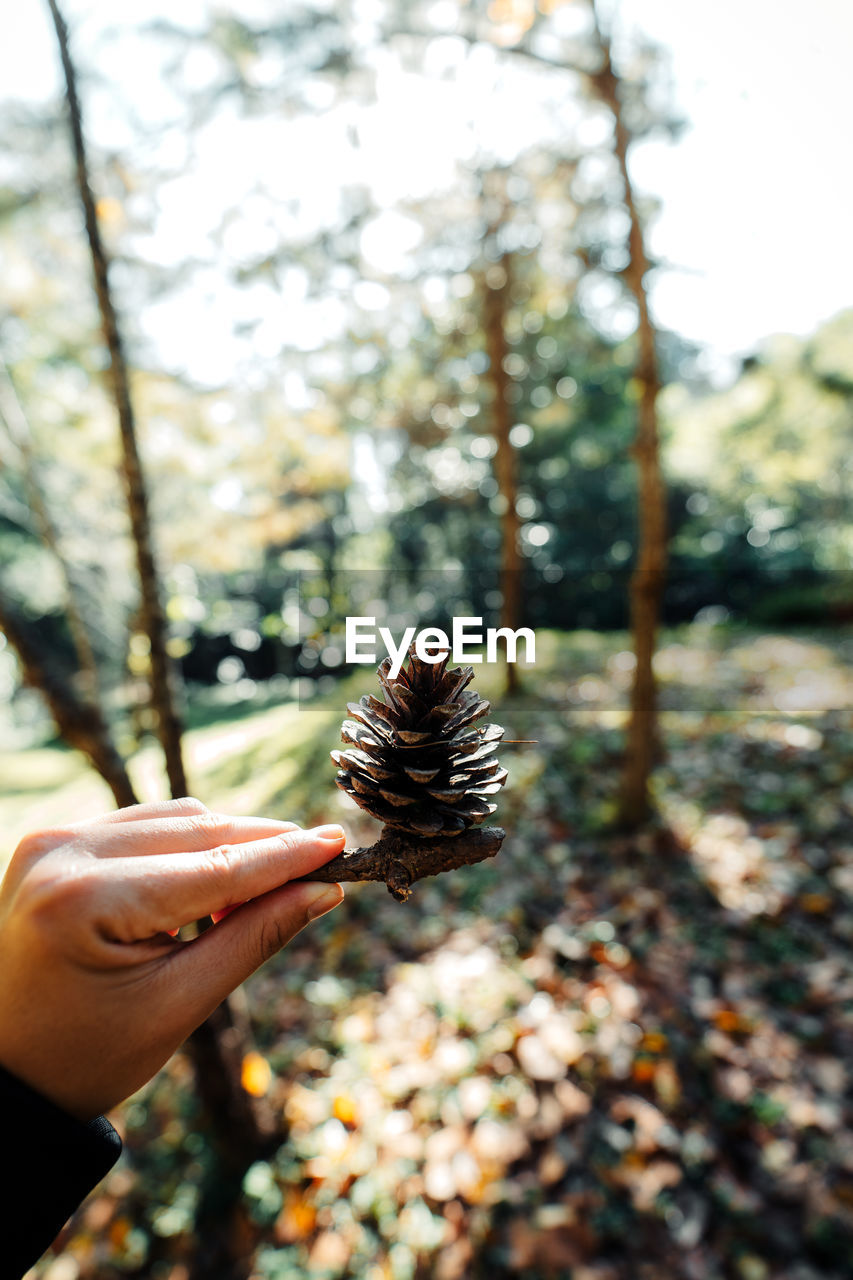 tree, hand, leaf, plant, autumn, nature, one person, flower, conifer cone, focus on foreground, holding, day, pine cone, branch, outdoors, spring, pinaceae, forest, close-up, sunlight, coniferous tree, beauty in nature, pine tree, land, growth, leisure activity, freshness, lifestyles