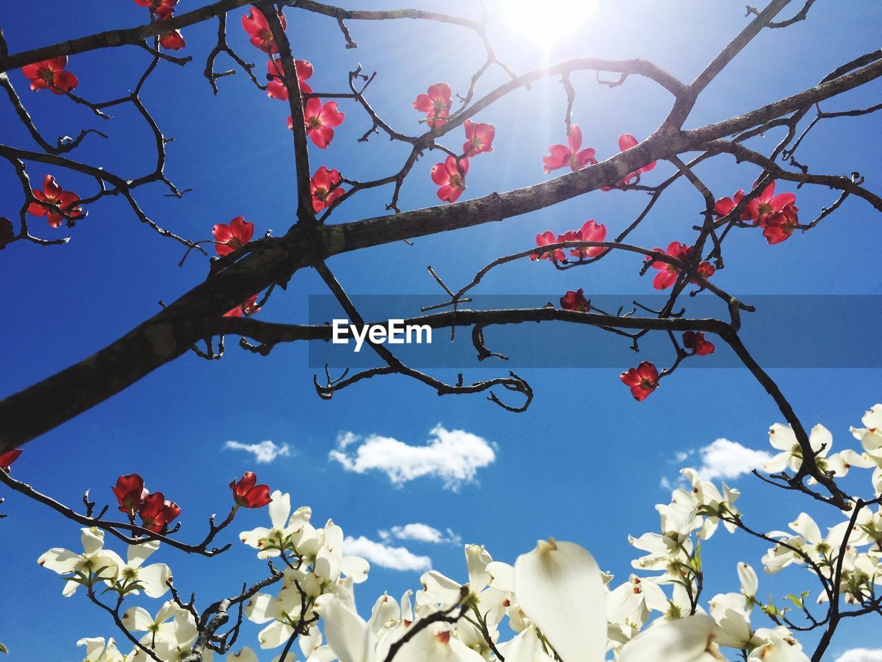 Flowers with sky in background