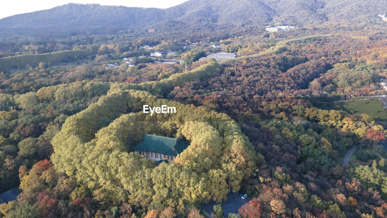 HIGH ANGLE VIEW OF TREES ON MOUNTAIN