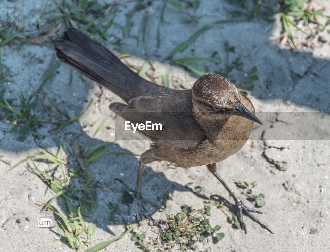 HIGH ANGLE VIEW OF BIRD