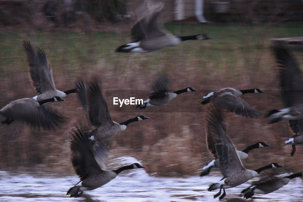 Blurred motion of canada geese flying over lake