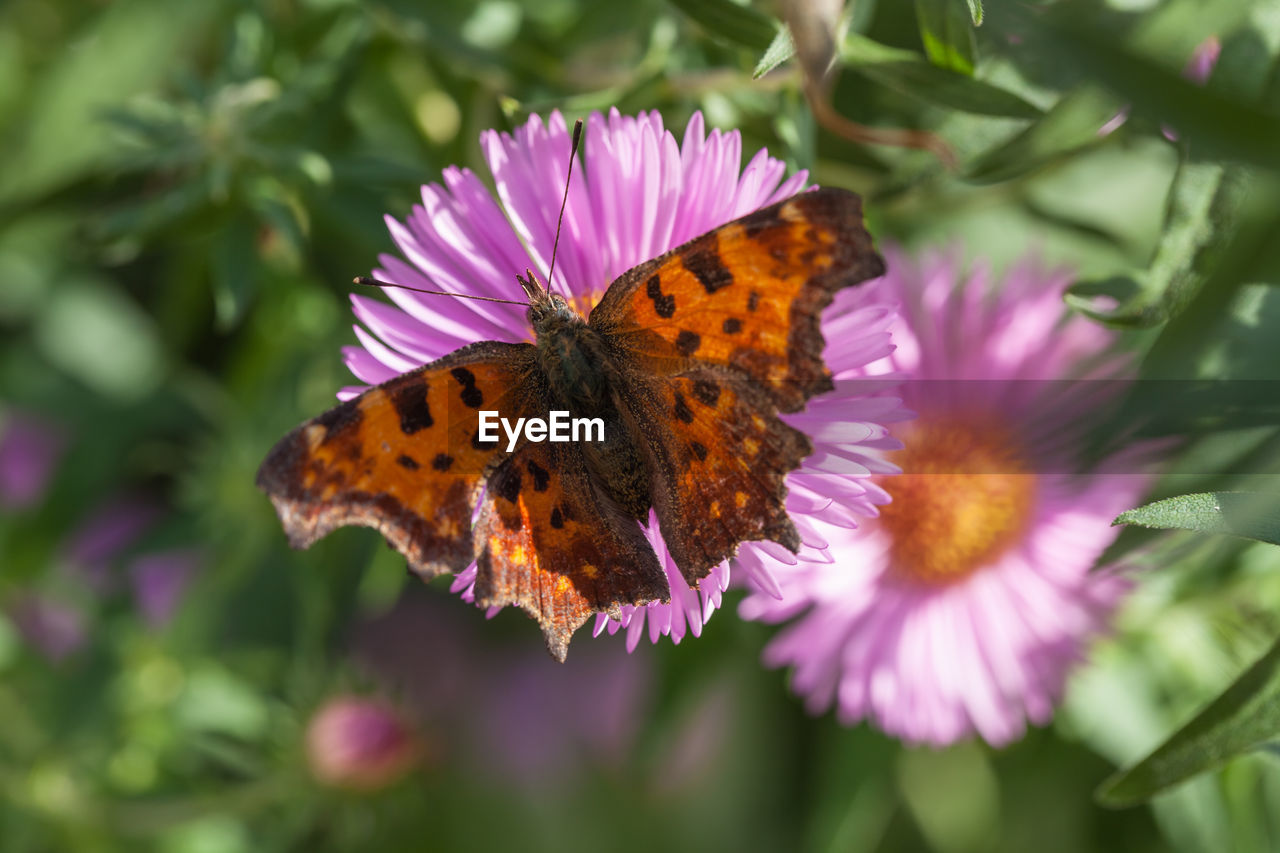 Close-up of butterfly pollinating on purple flower