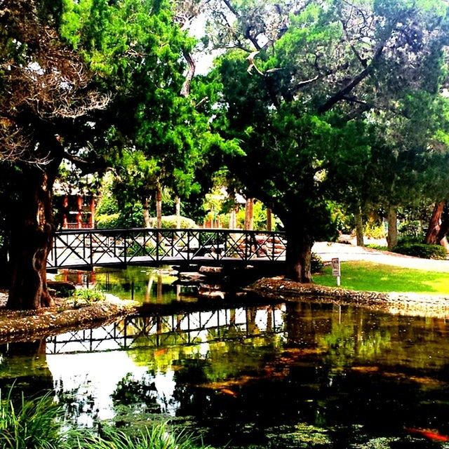 TREES REFLECTING IN WATER