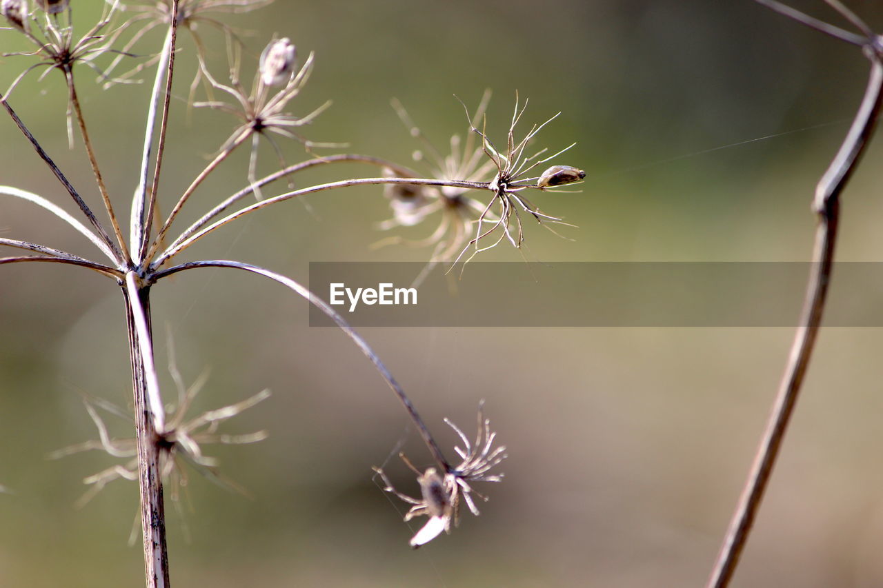 Close-up of wilted plant