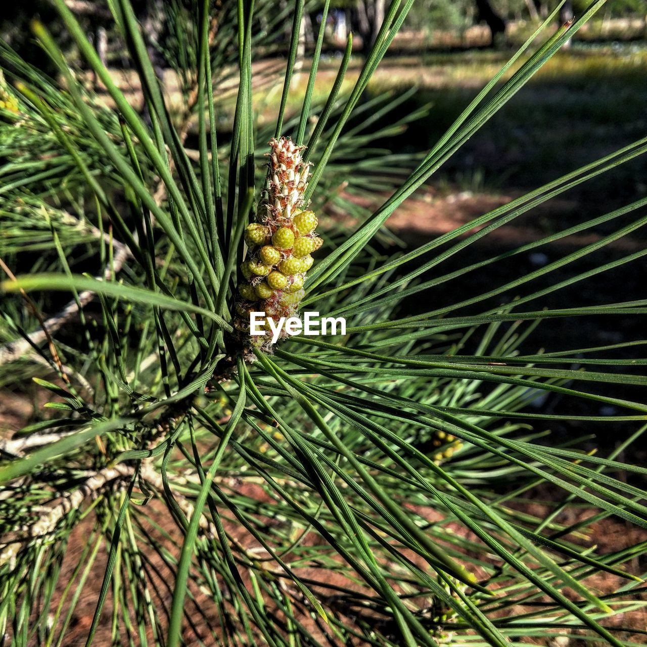 CLOSE-UP OF PLANTS