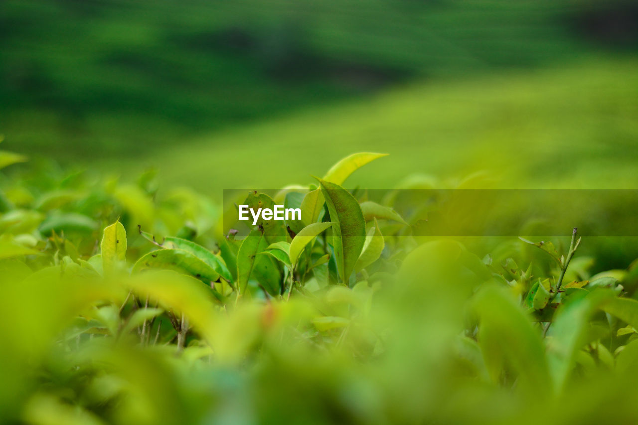 Amazing landscape view of tea plantation in ciwidey, west java. indonesia