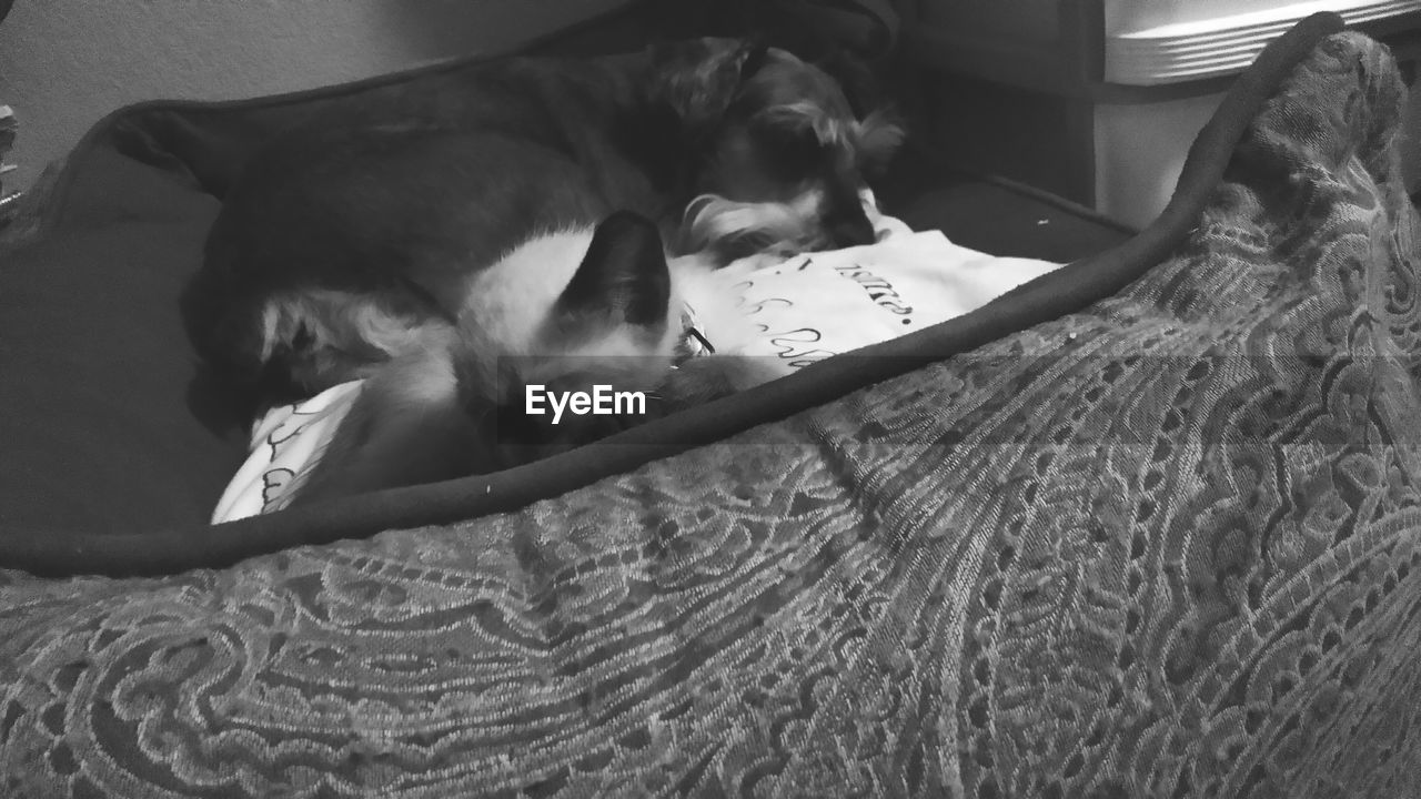 CLOSE-UP OF DOG SLEEPING ON BED WITH BLANKET