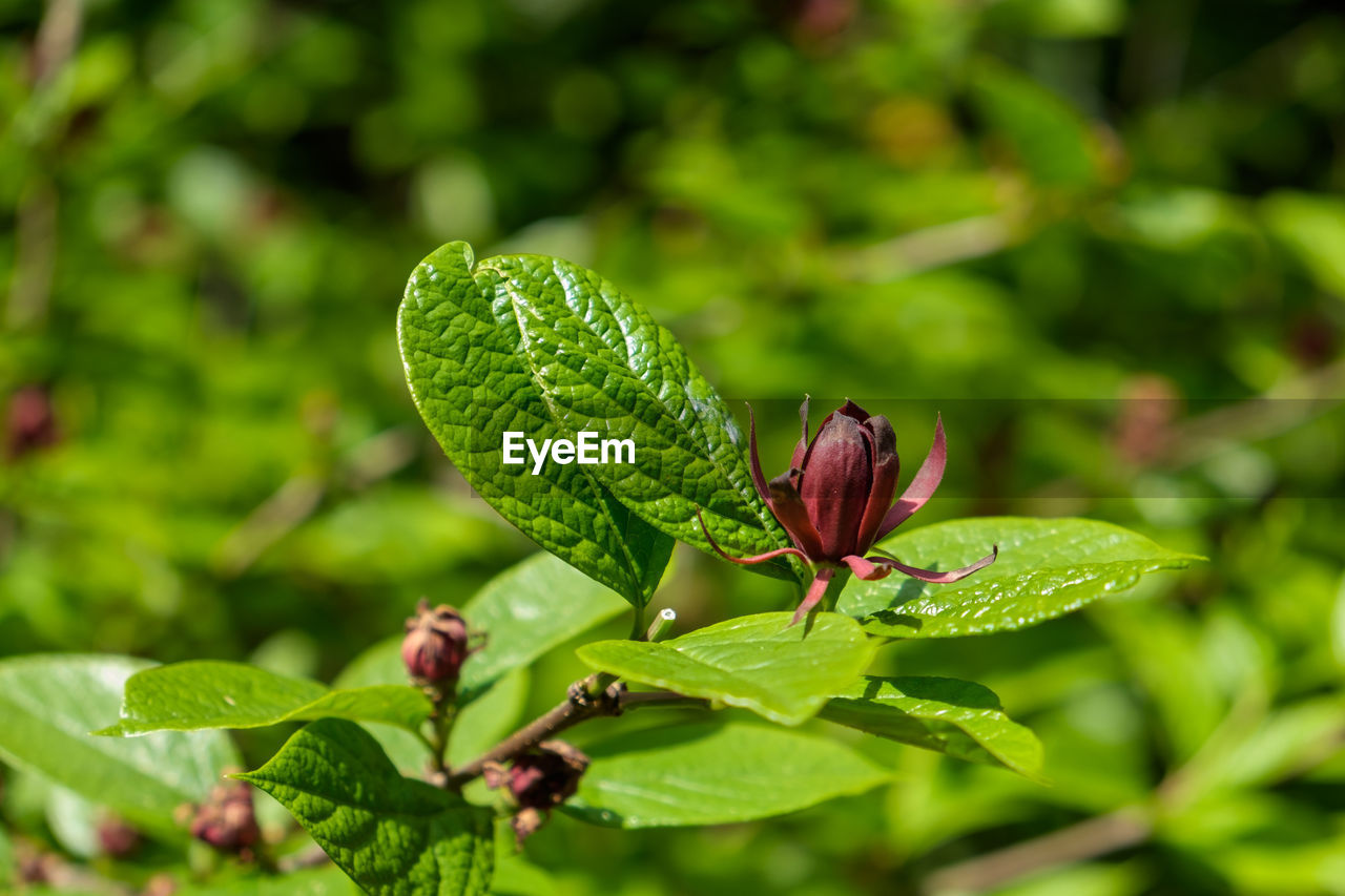 Close-up of plant