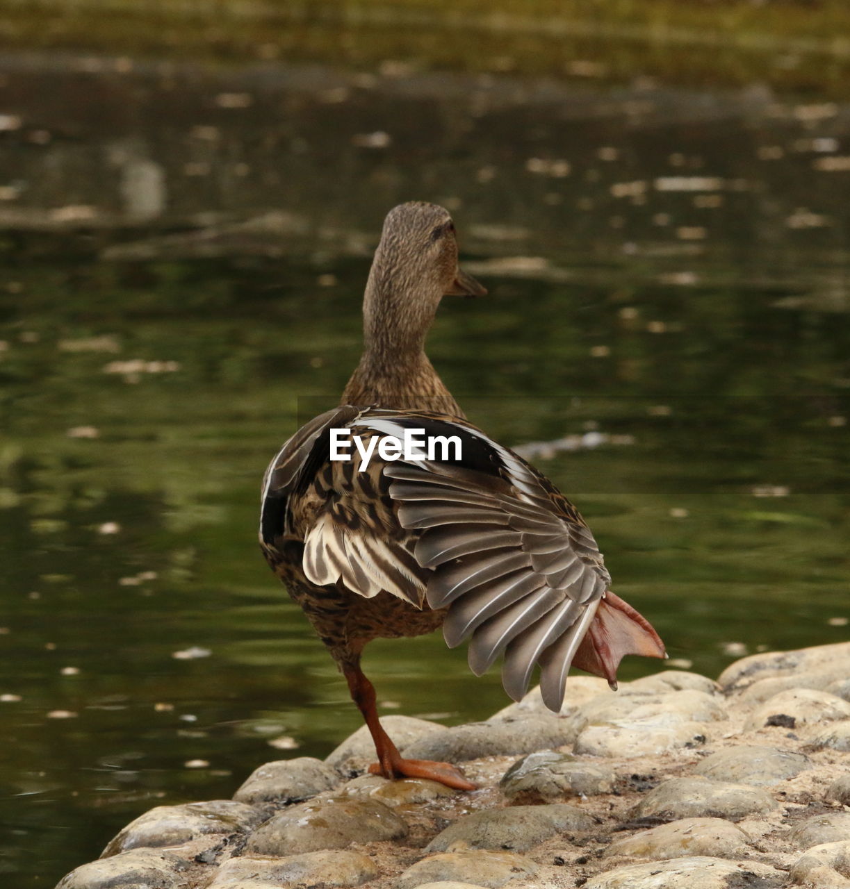 Close-up of duck on rock by lake