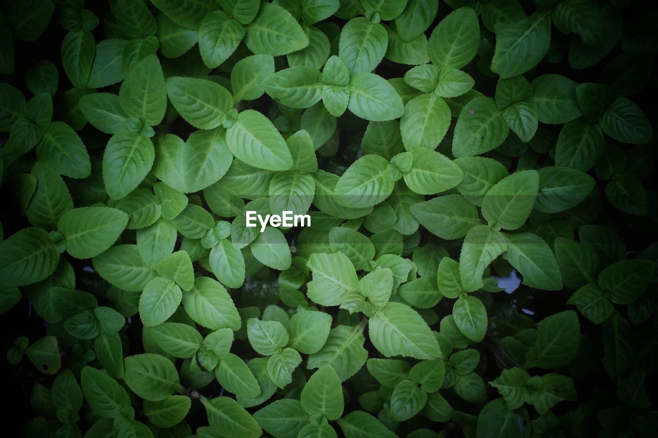 Full frame shot of plants