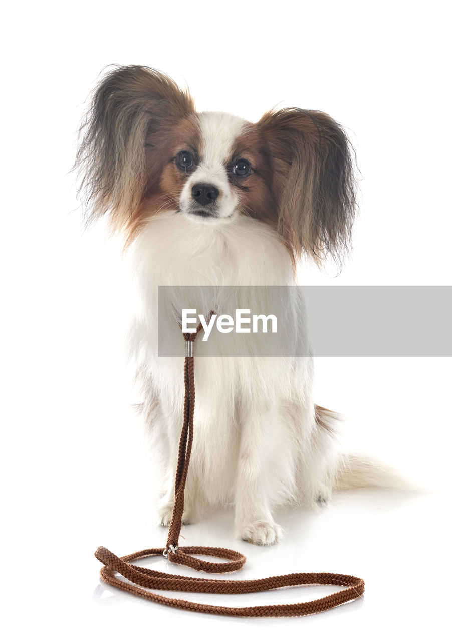 PORTRAIT OF A DOG WITH WHITE BACKGROUND