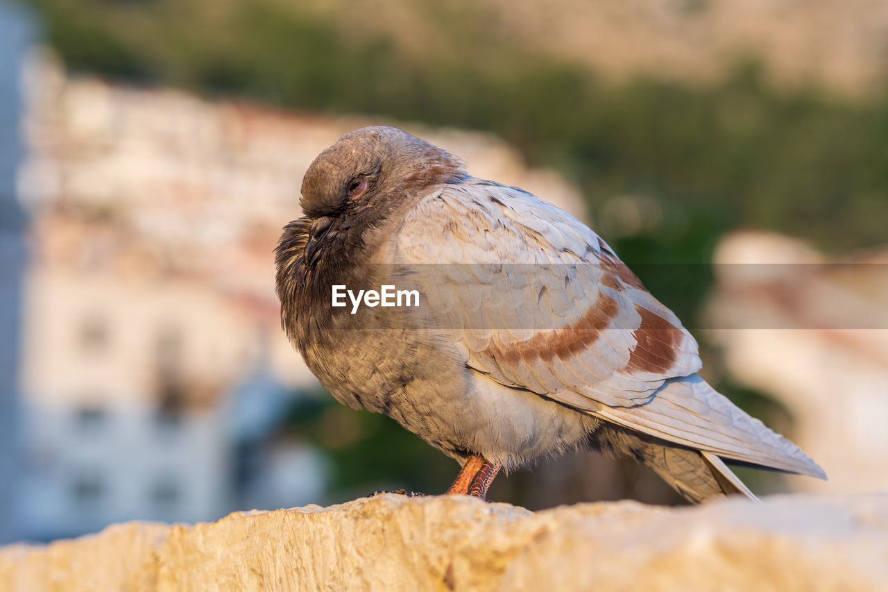 close-up of bird perching