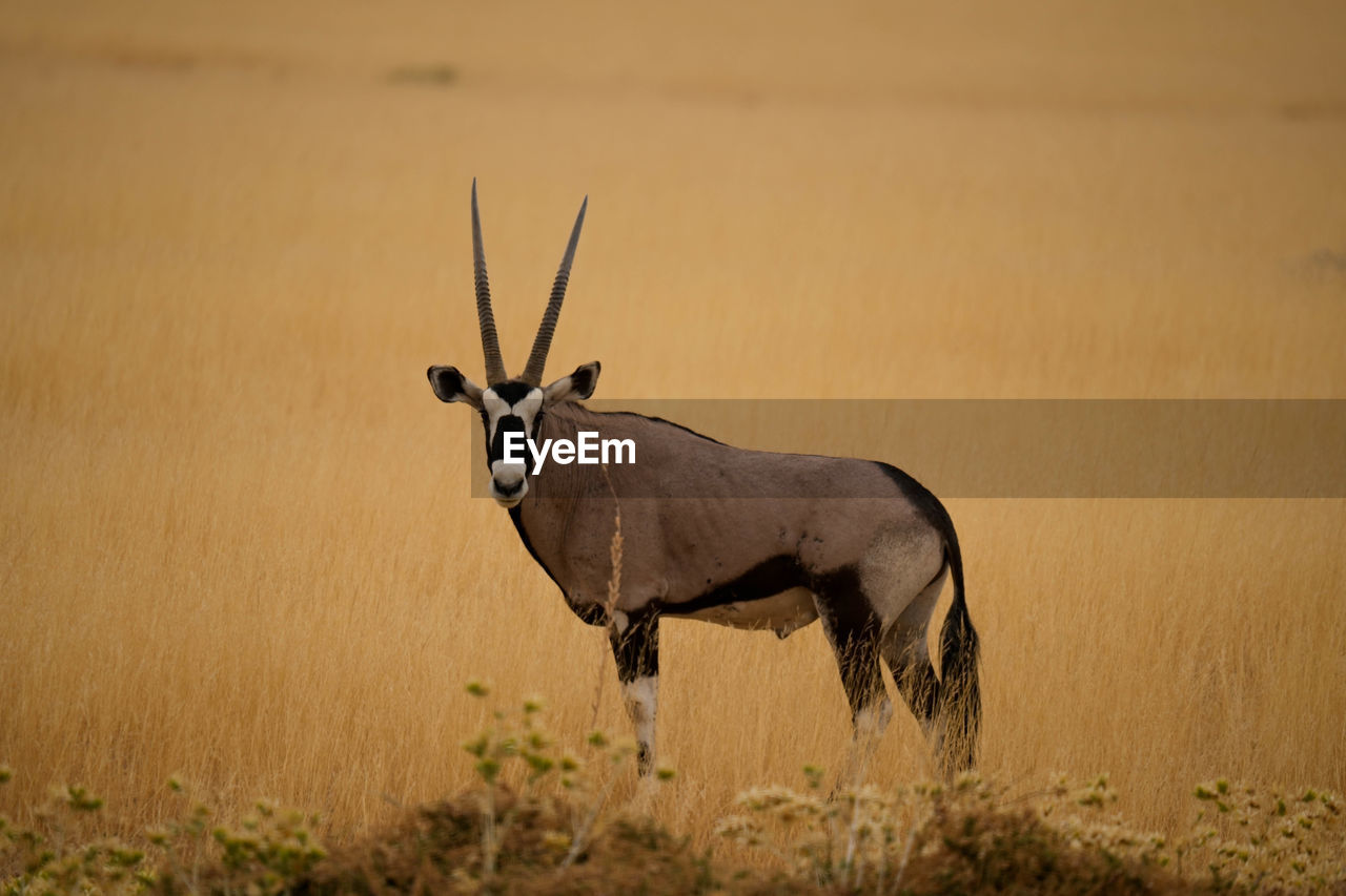 close-up of deer standing on field