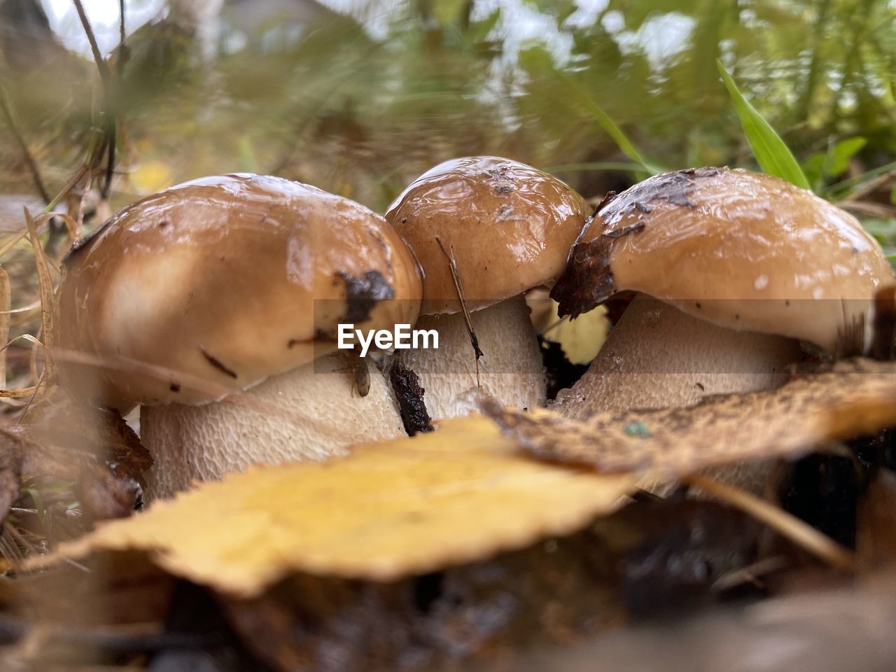 CLOSE-UP OF MUSHROOMS GROWING ON TREE