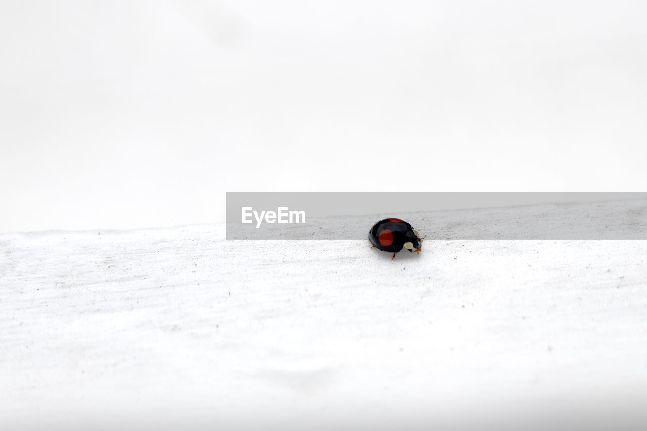 HIGH ANGLE VIEW OF LADYBUG ON SNOWY LANDSCAPE