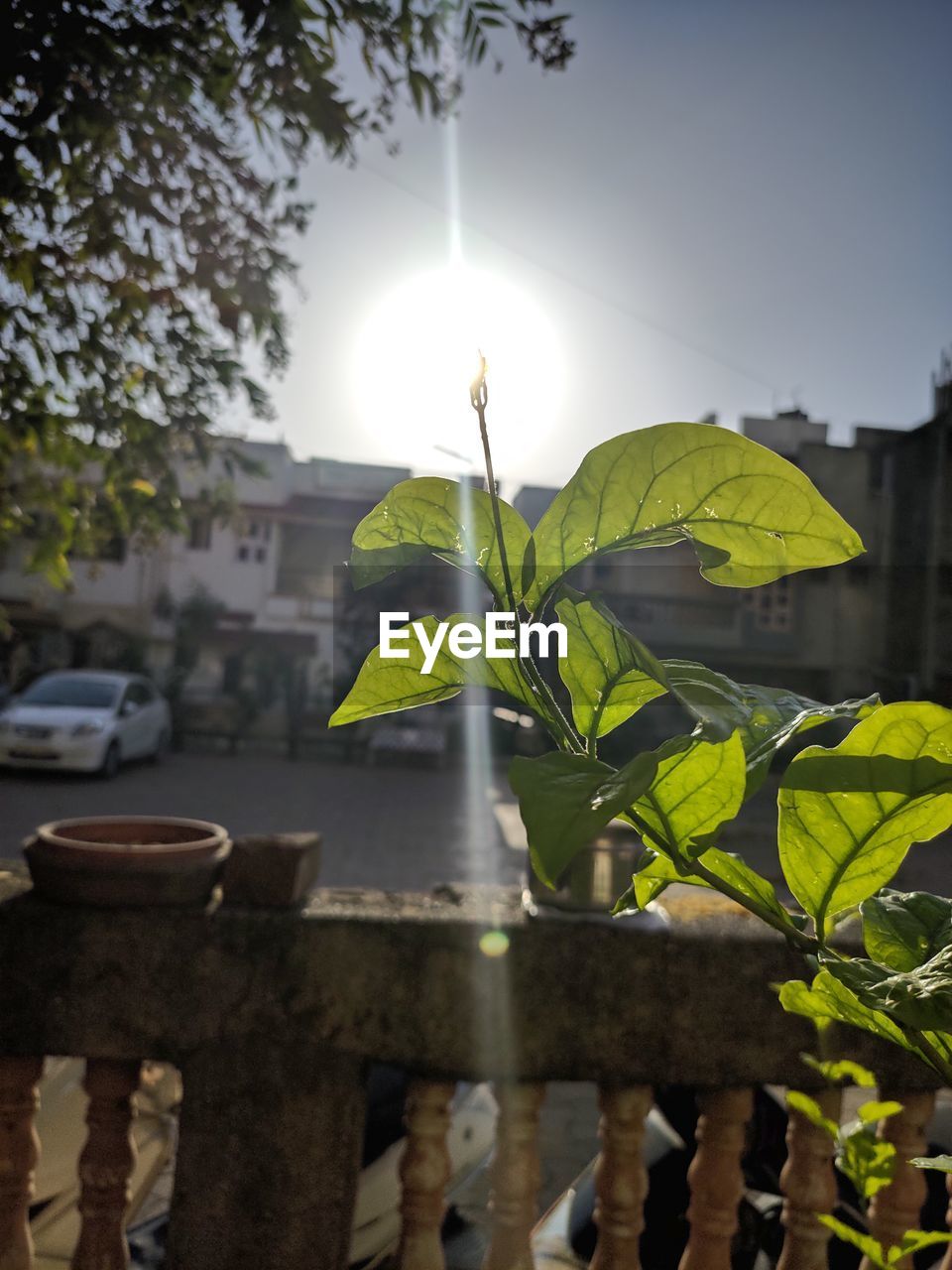 LEAVES ON TREE AGAINST SKY DURING SUNNY DAY