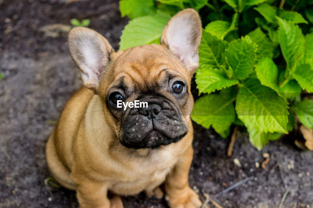 CLOSE-UP PORTRAIT OF PUG