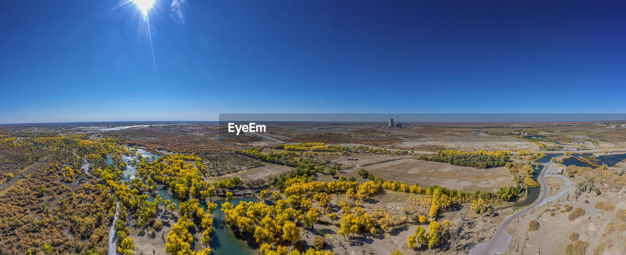 Desert populus euphratica forest in clear sky