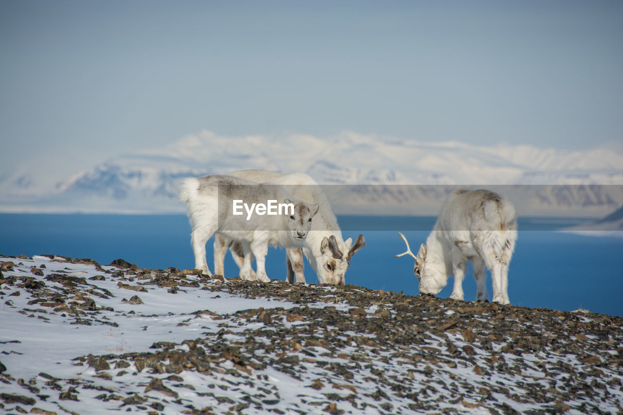 Reindeers standing on field by lake against snowcapped mountains