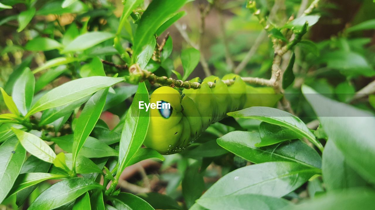 CLOSE-UP OF INSECT ON GREEN LEAF