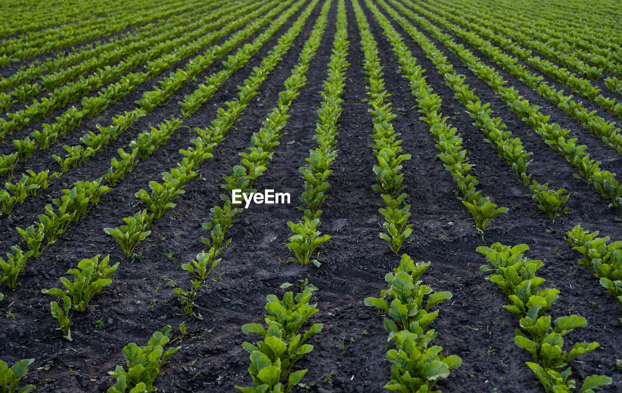 high angle view of plants growing on field