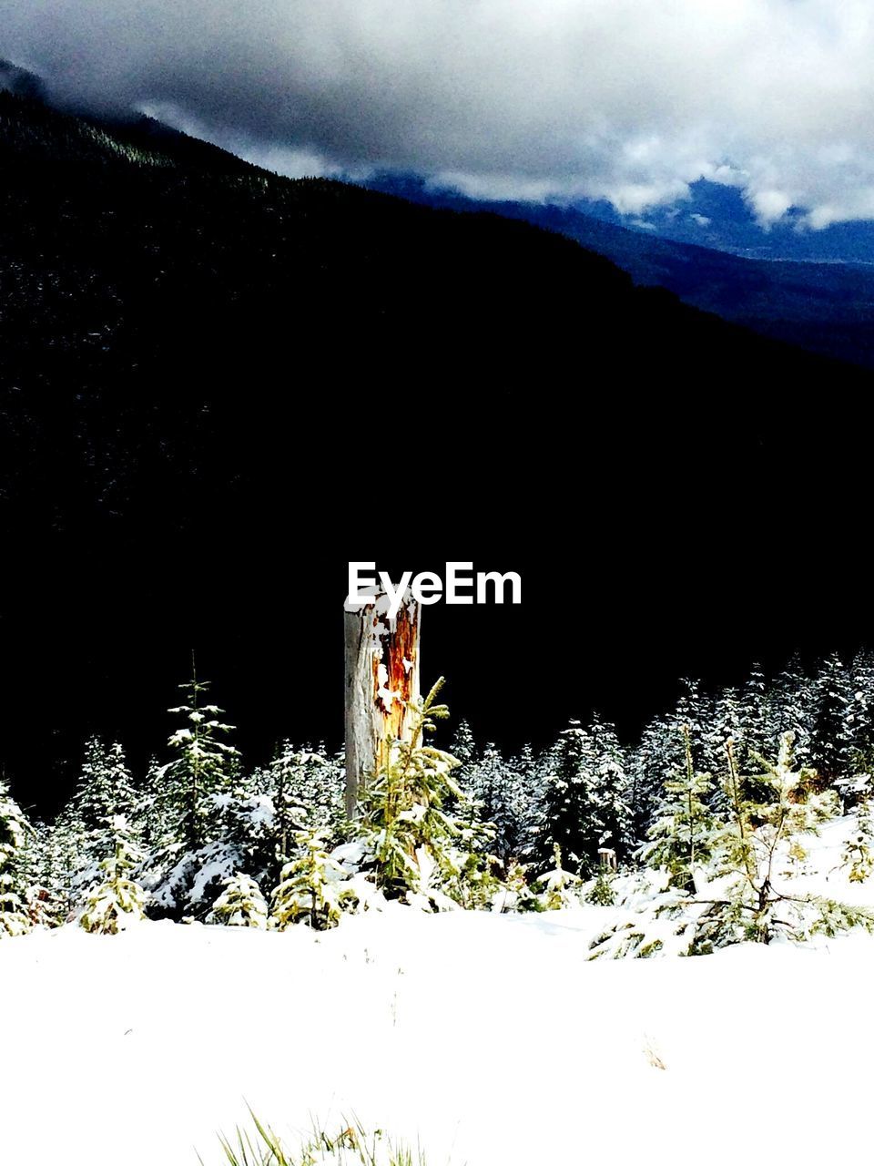 Trees on snow covered field by mountain