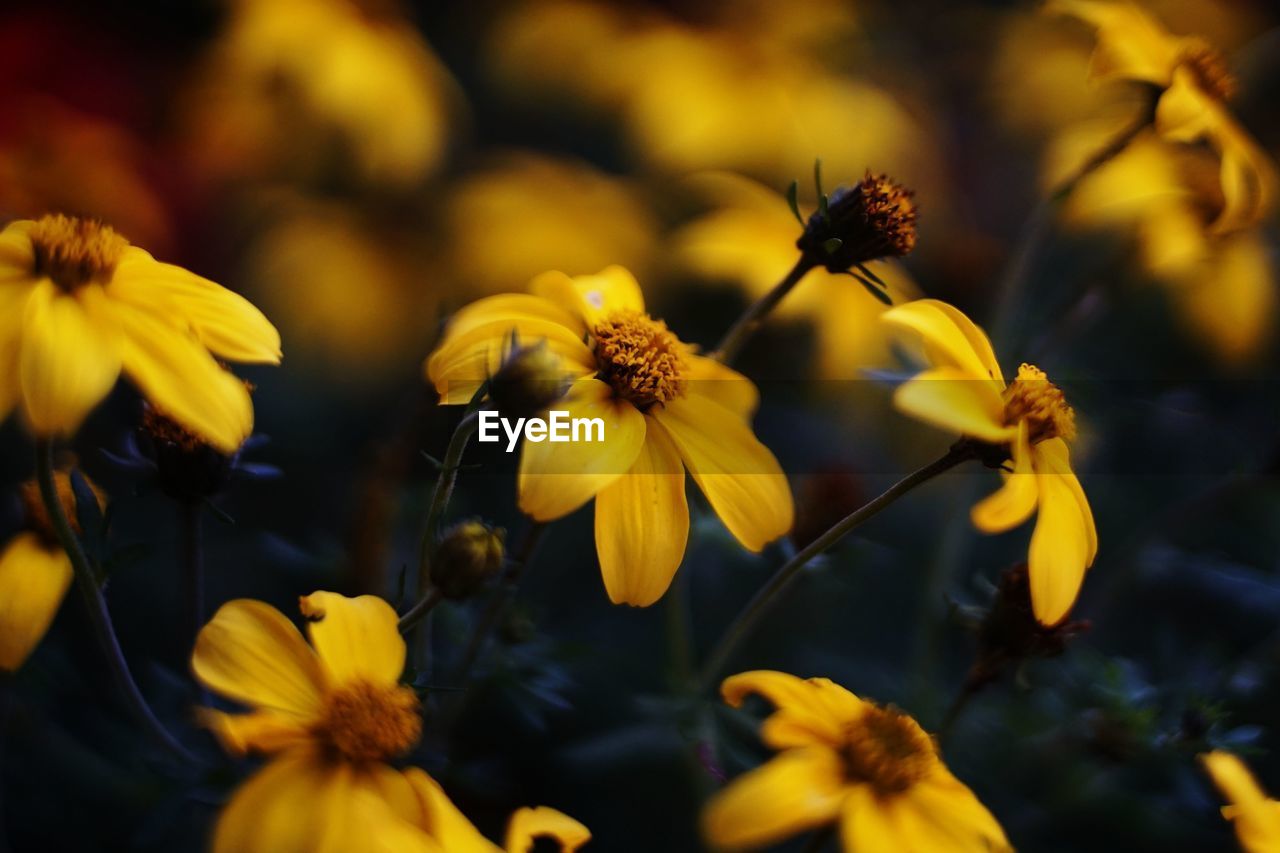 CLOSE-UP OF YELLOW FLOWERS ON PLANT