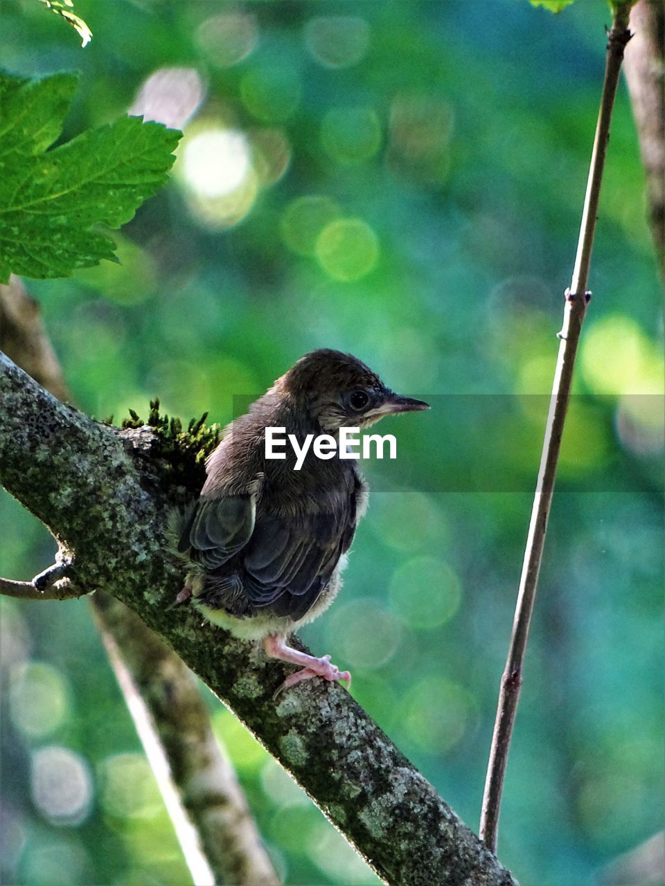 animal themes, animal, animal wildlife, bird, wildlife, one animal, tree, perching, plant, branch, beak, nature, focus on foreground, no people, outdoors, day, beauty in nature, full length