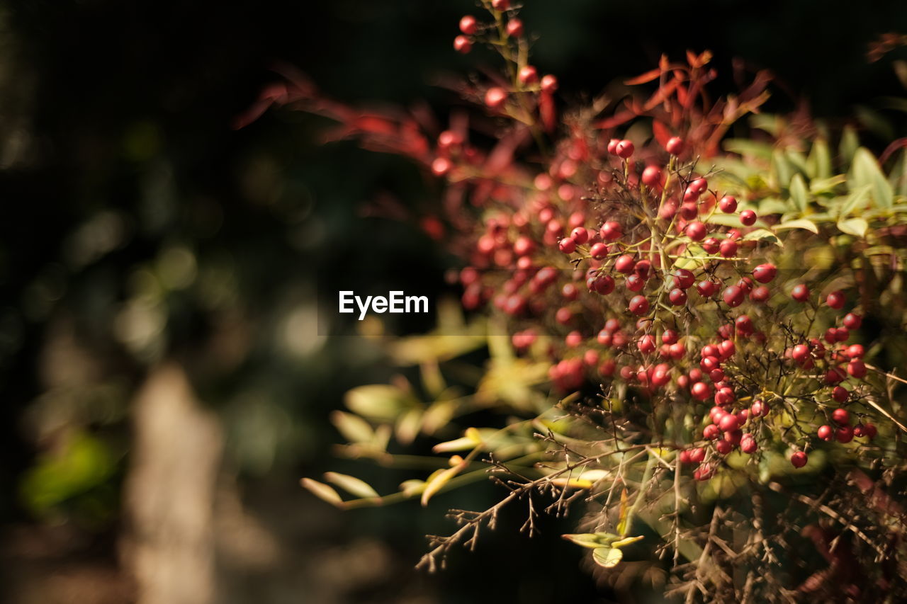 plant, nature, leaf, tree, flower, autumn, branch, red, beauty in nature, macro photography, no people, fruit, food and drink, green, plant part, food, outdoors, growth, flowering plant, close-up, multi colored, freshness, land, healthy eating, sunlight, blossom, light, focus on foreground, environment