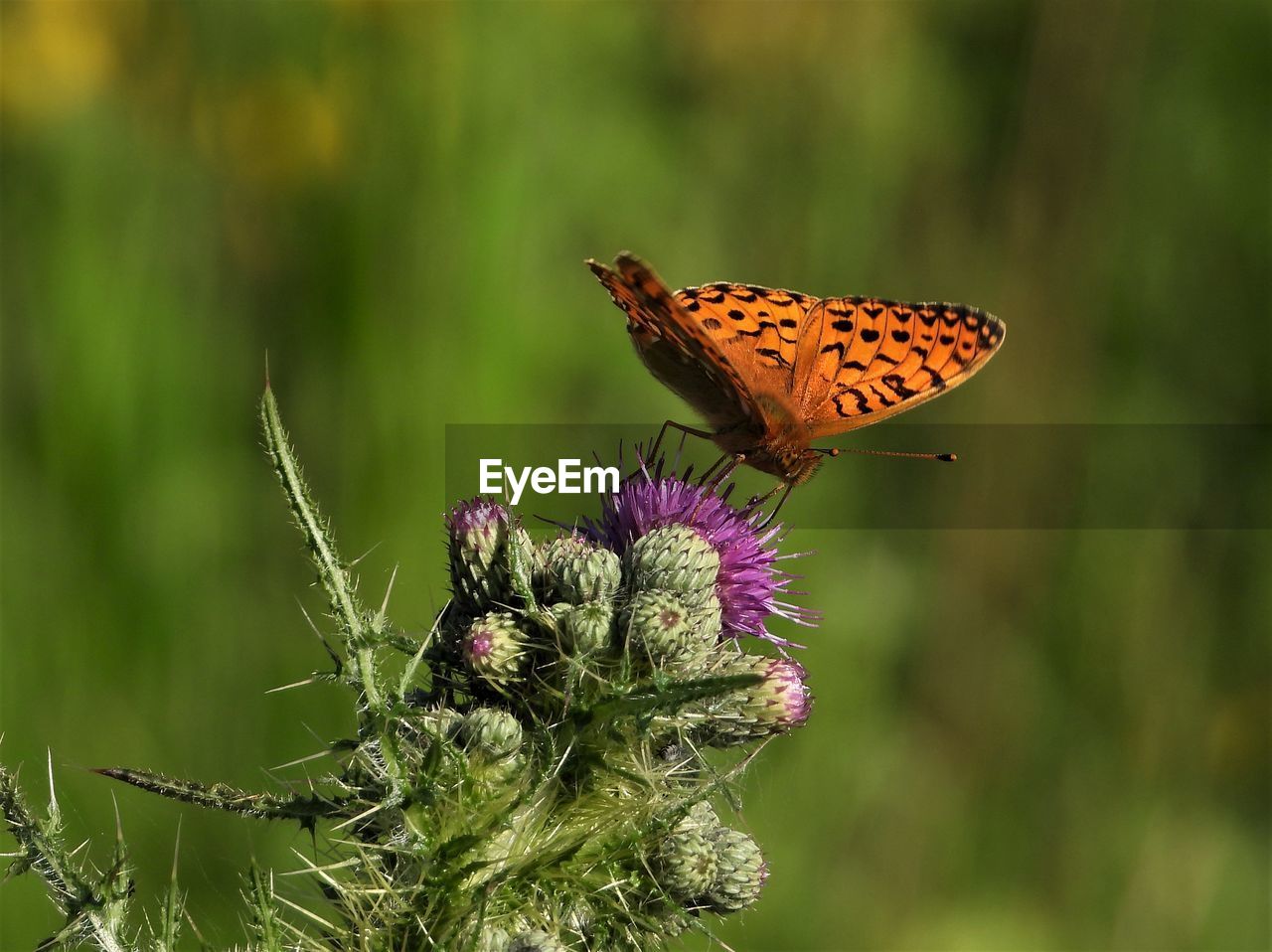 BUTTERFLY ON FLOWER