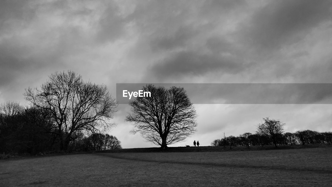 TREES ON FIELD AGAINST SKY