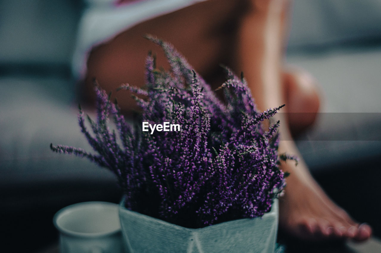 Close-up of woman holding purple flowering plant