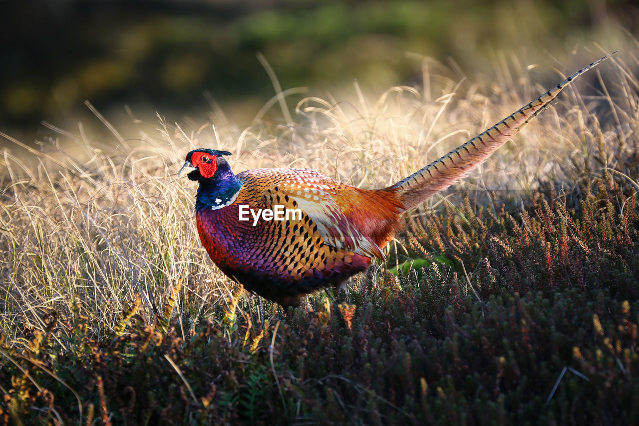 Close-up of pheasant on grassy field