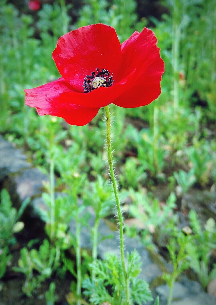 RED POPPY BLOOMING OUTDOORS