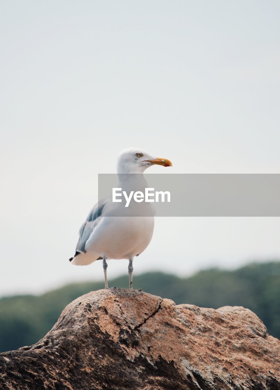 CLOSE-UP OF BIRD PERCHING ON ROCK AGAINST CLEAR SKY