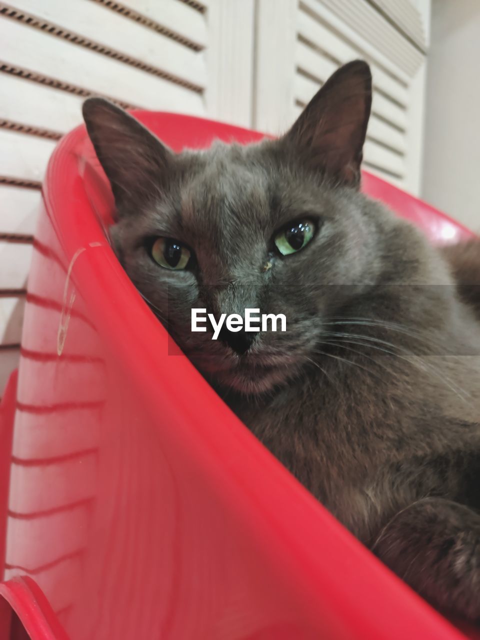 Close-up portrait of cat with red eyes