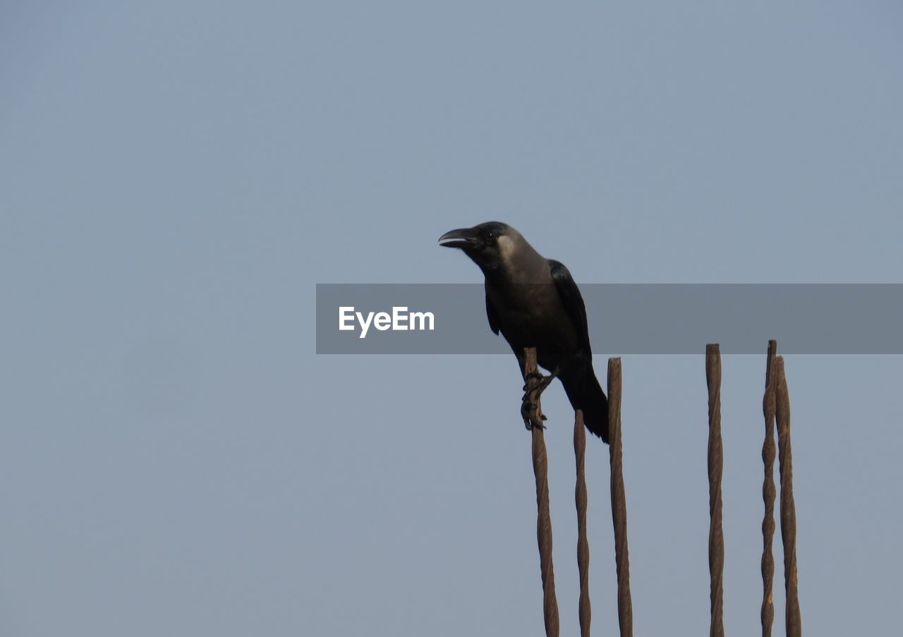 Low angle view of crow perching on metallic rod against clear sky