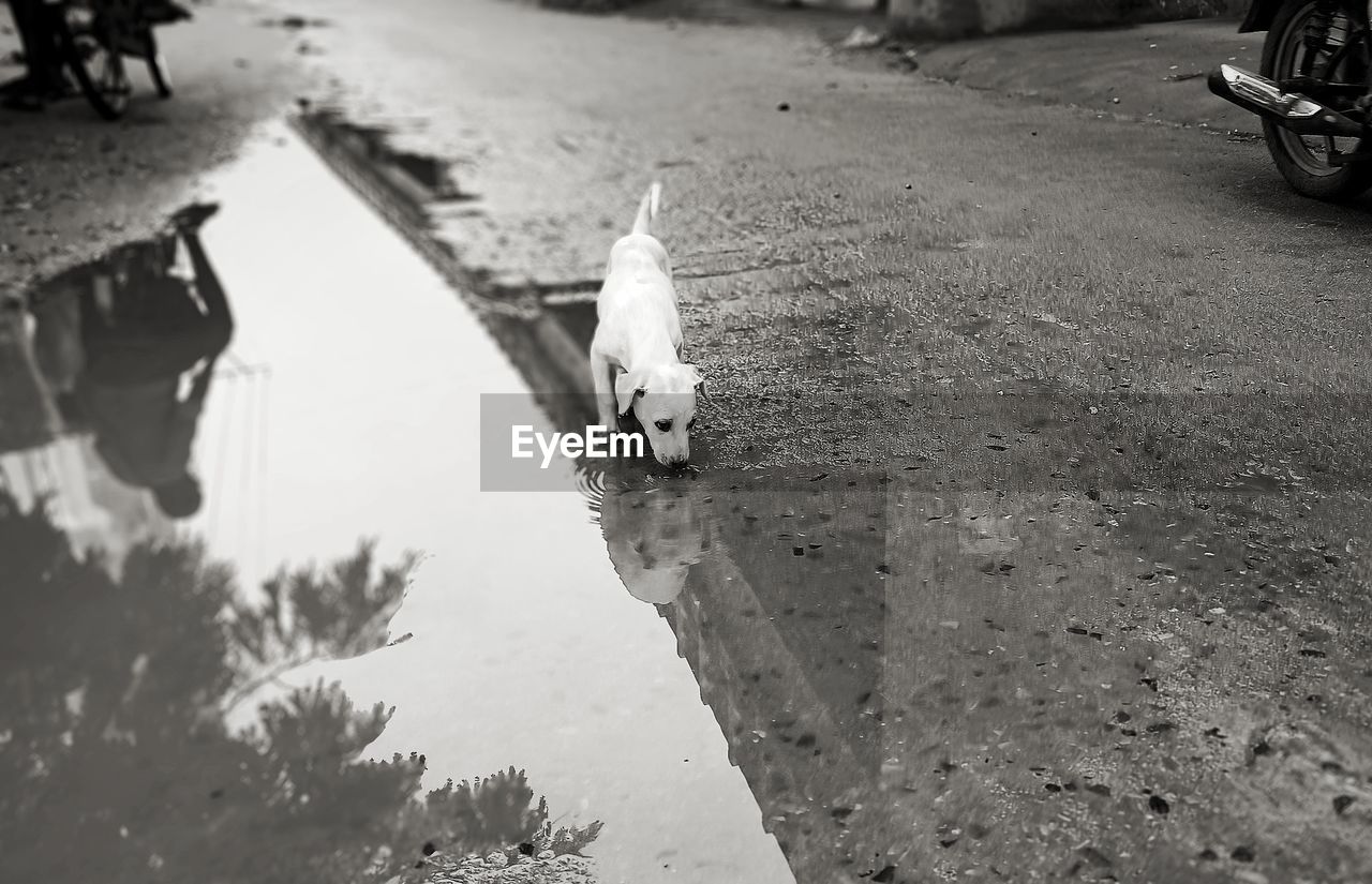 HIGH ANGLE VIEW OF BIRDS ON THE ROAD