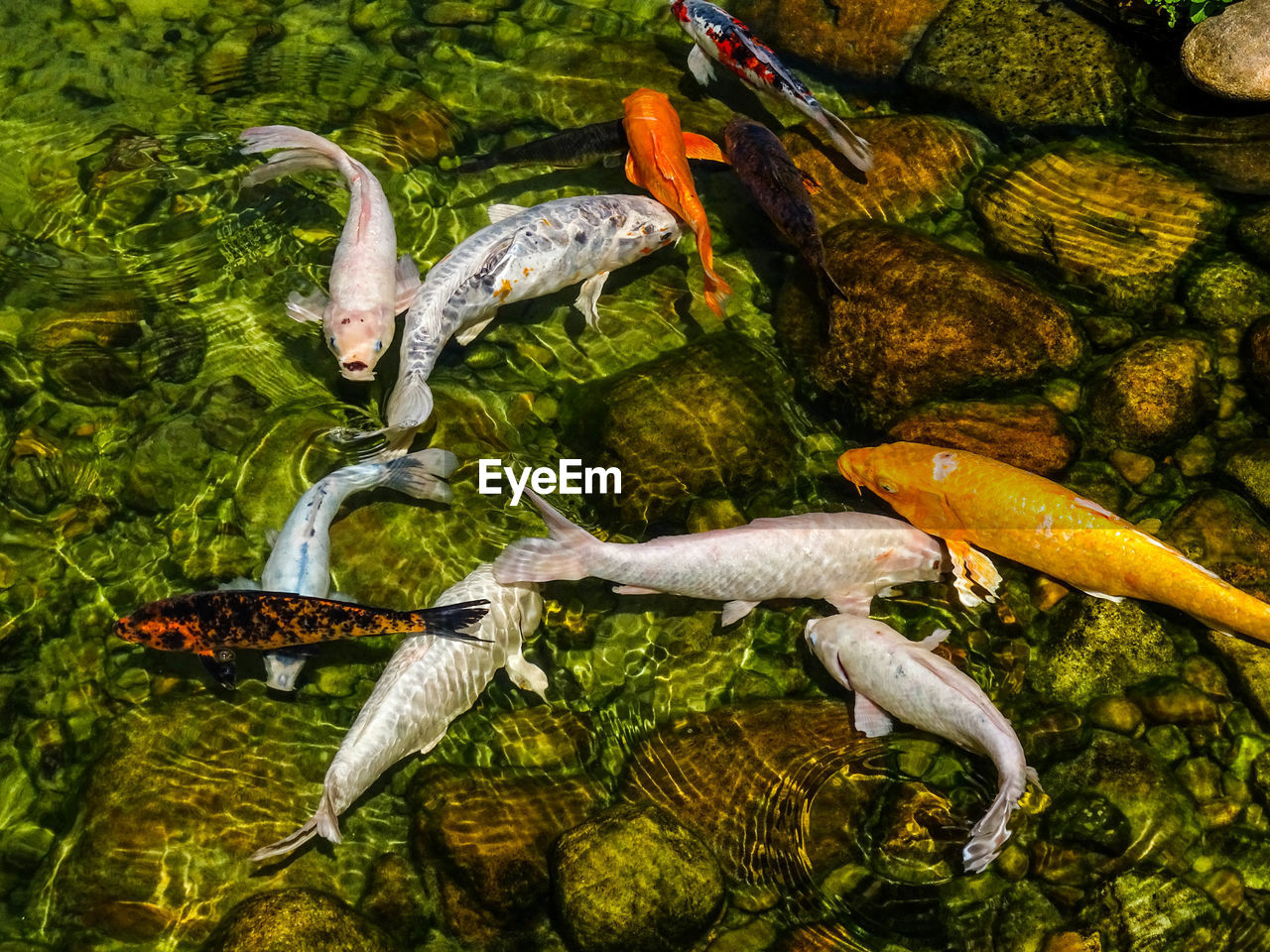 Close-up of fish in water