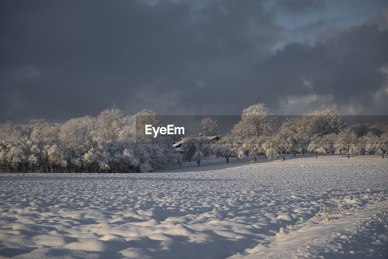 Winter sunrise over country snow covered trees. snowy landscape photo