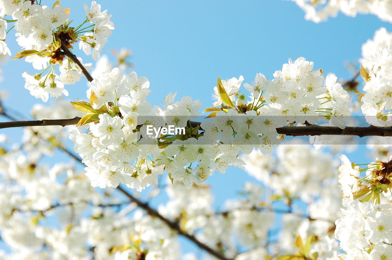 Low angle view of white flowers growing on branch against clear sky