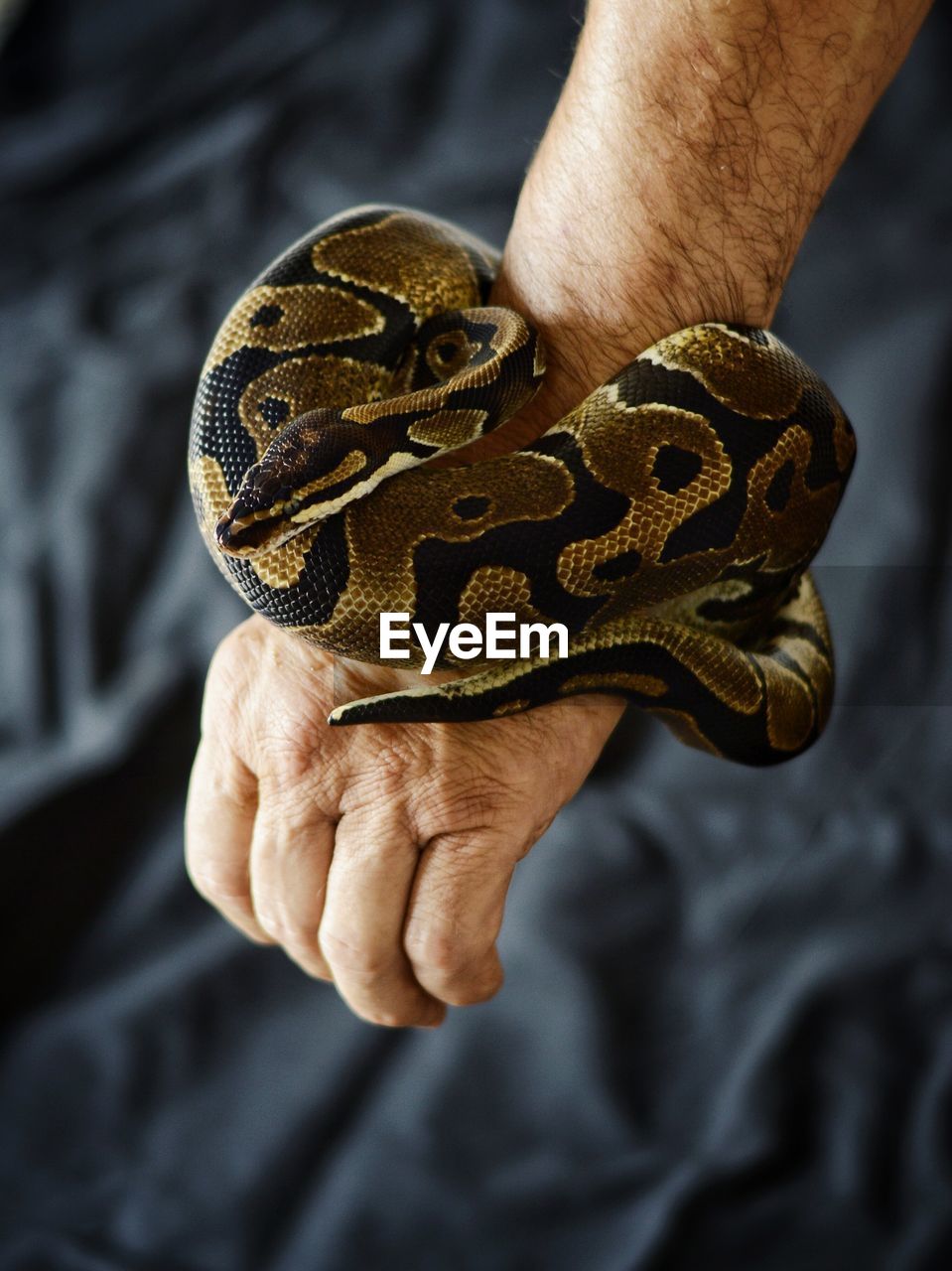 Close-up of man holding snake