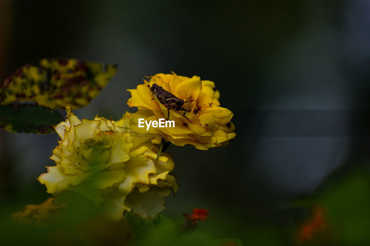 CLOSE-UP OF YELLOW INSECT ON PLANT AT DUSK