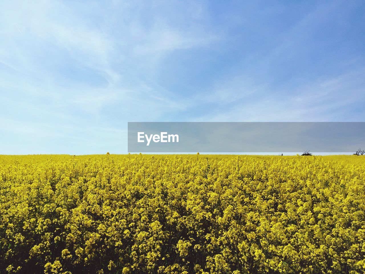 Yellow flowers growing in field