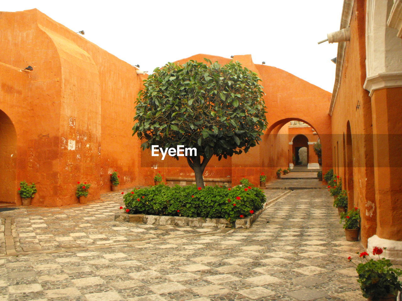 Tree against arched wall at the courtyard