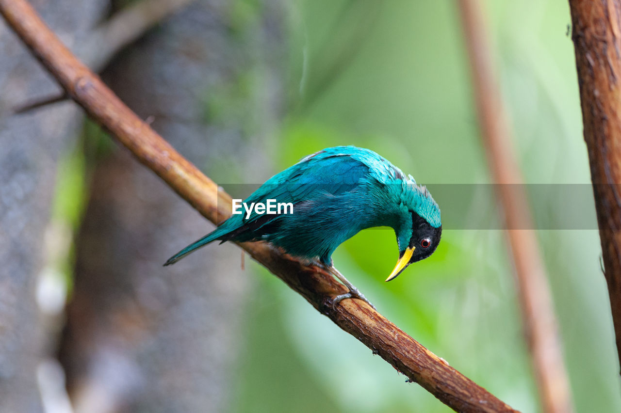 Green honeycreeper - chlorophanes spiza male perching on a branch