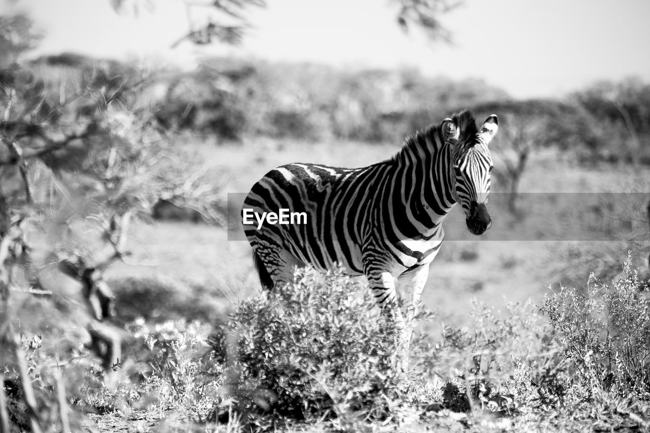 SIDE VIEW OF A ZEBRA ON FIELD