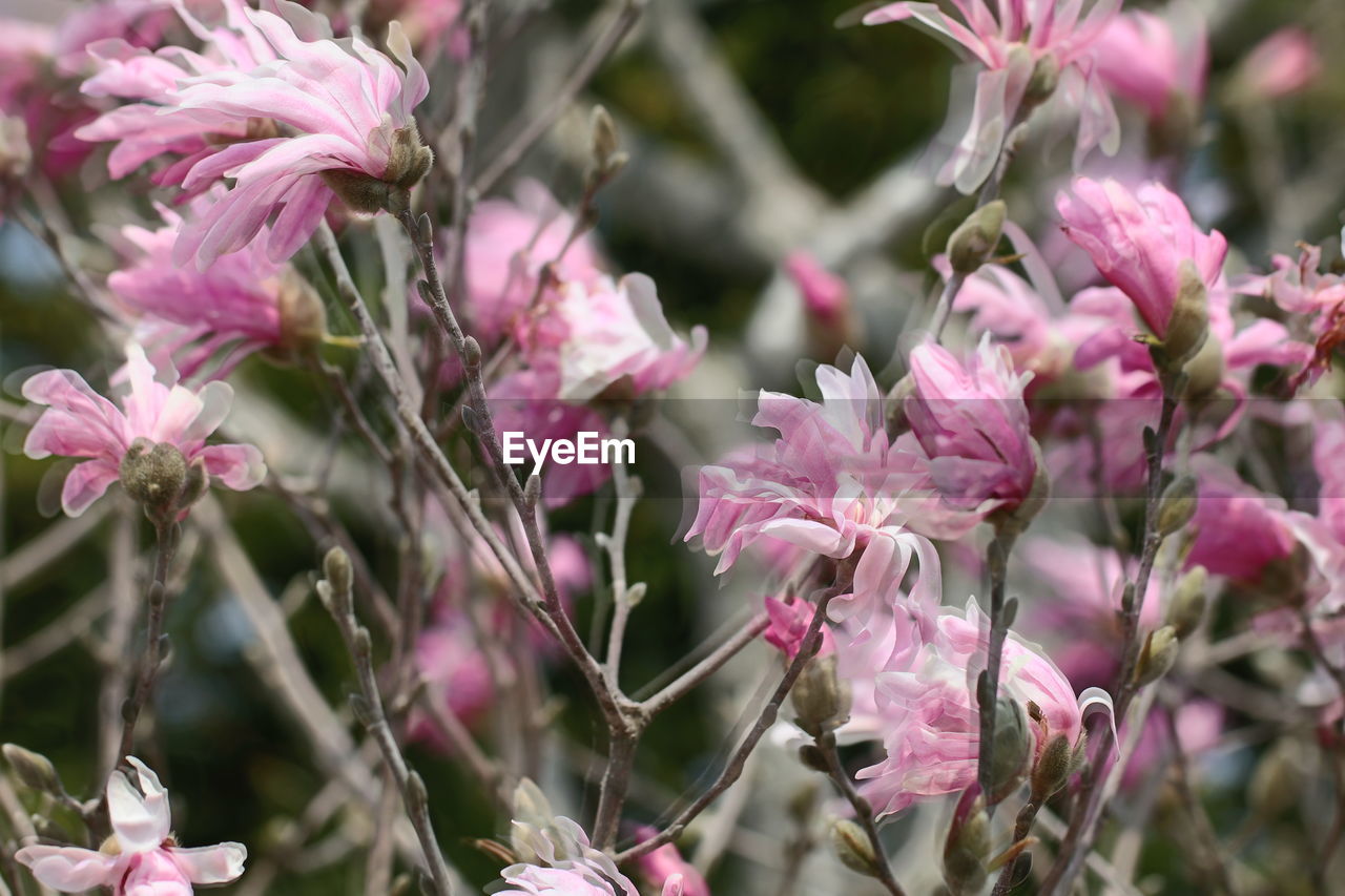 Close-up of pink flowering plant